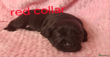Labrador Retriever dogs - Advert 8