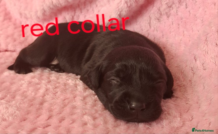 Labrador Retriever dogs - Advert 6