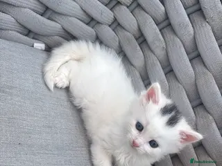 Mixed Breed cats Beautiful kittens - Advert 1