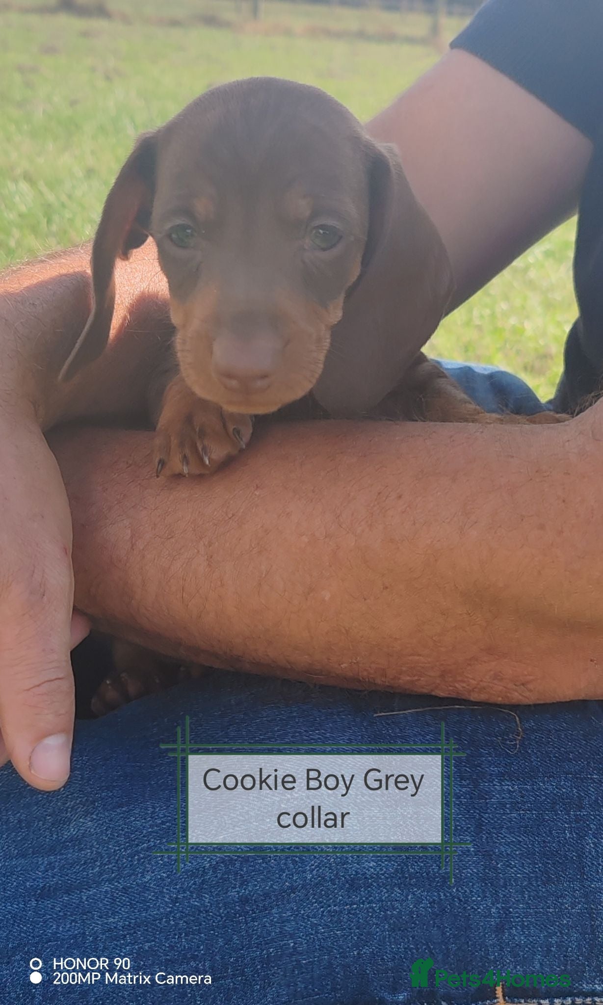 Dachshund dogs Pra Clear Minature Daushaund Puppies.  - Advert 1