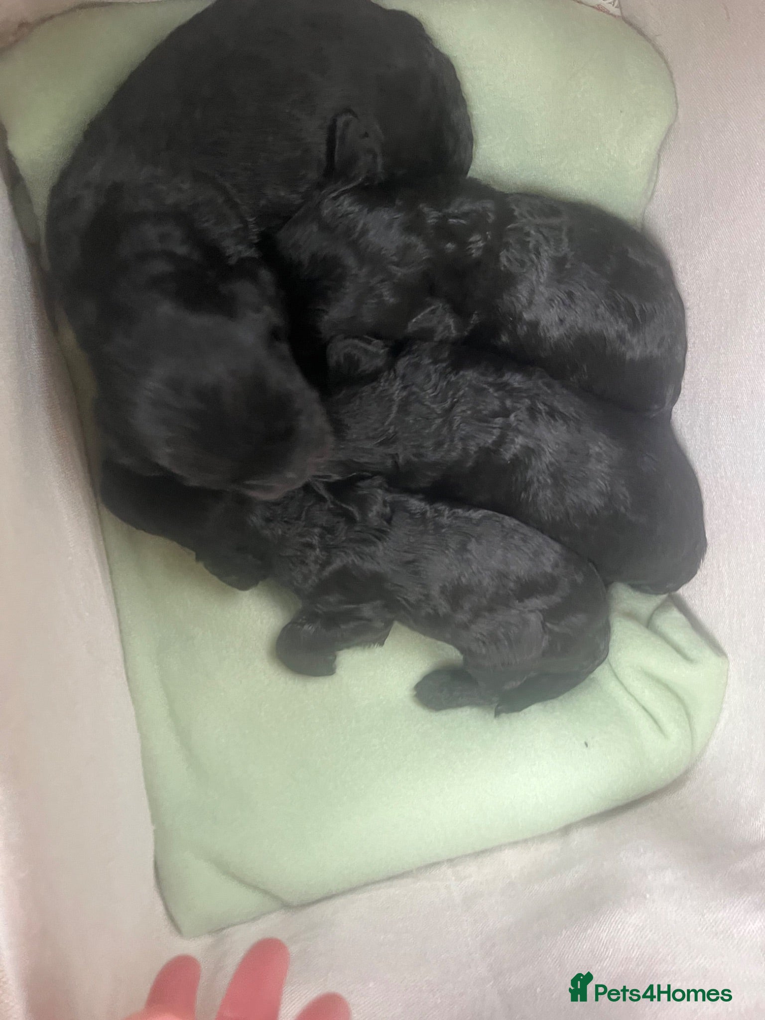 Cockapoo dogs F1 Cockapoo Puppies - Advert 2