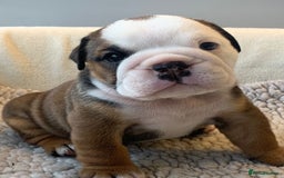 English Bulldog dogs for sale:  champion rosebull his royal highness puppies - Image 7