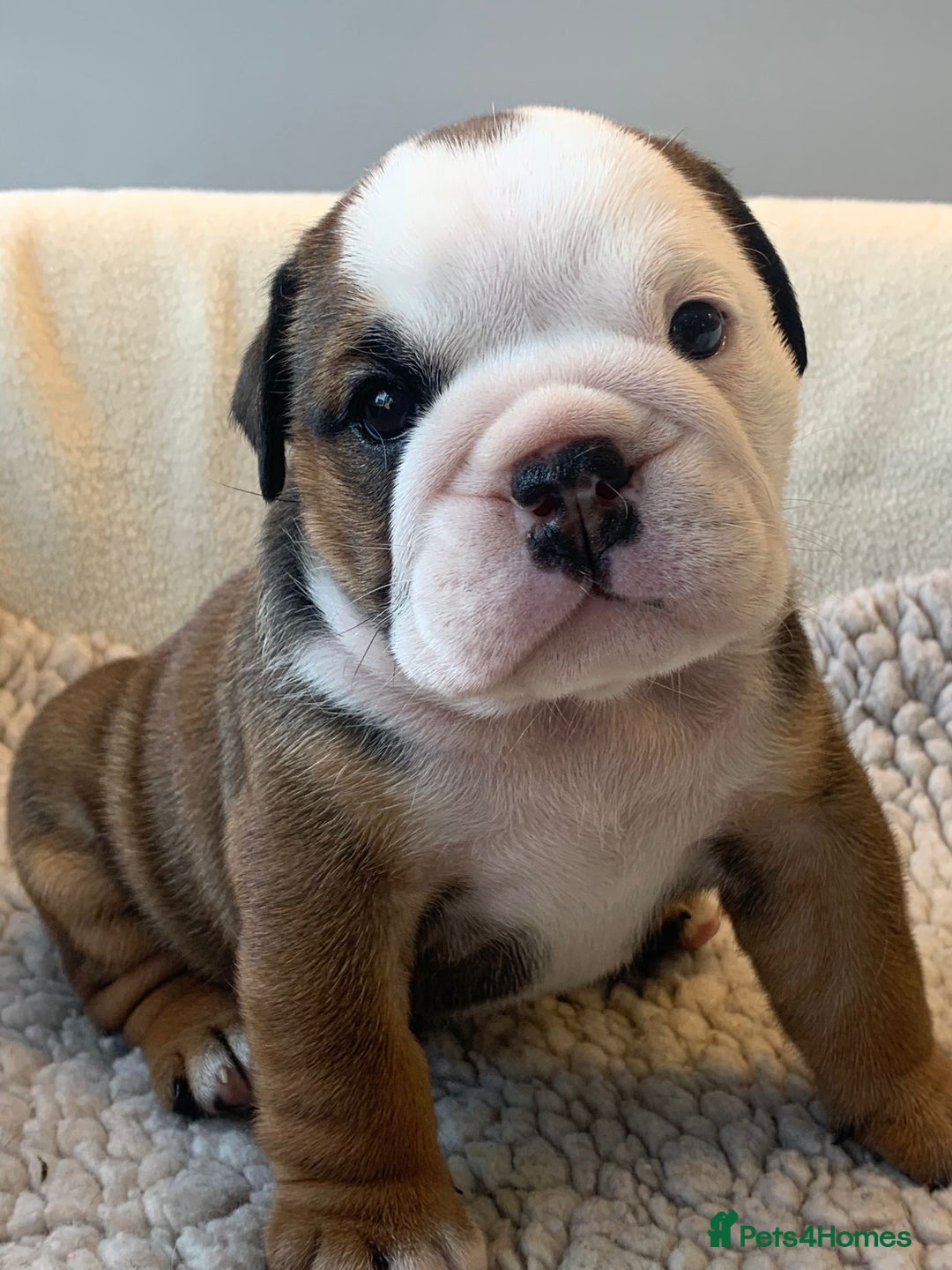 English Bulldog dogs for sale:  champion rosebull his royal highness puppies - Image 7