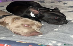 Mixed Breed dogs for sale: Cane corso x staff - Image 6