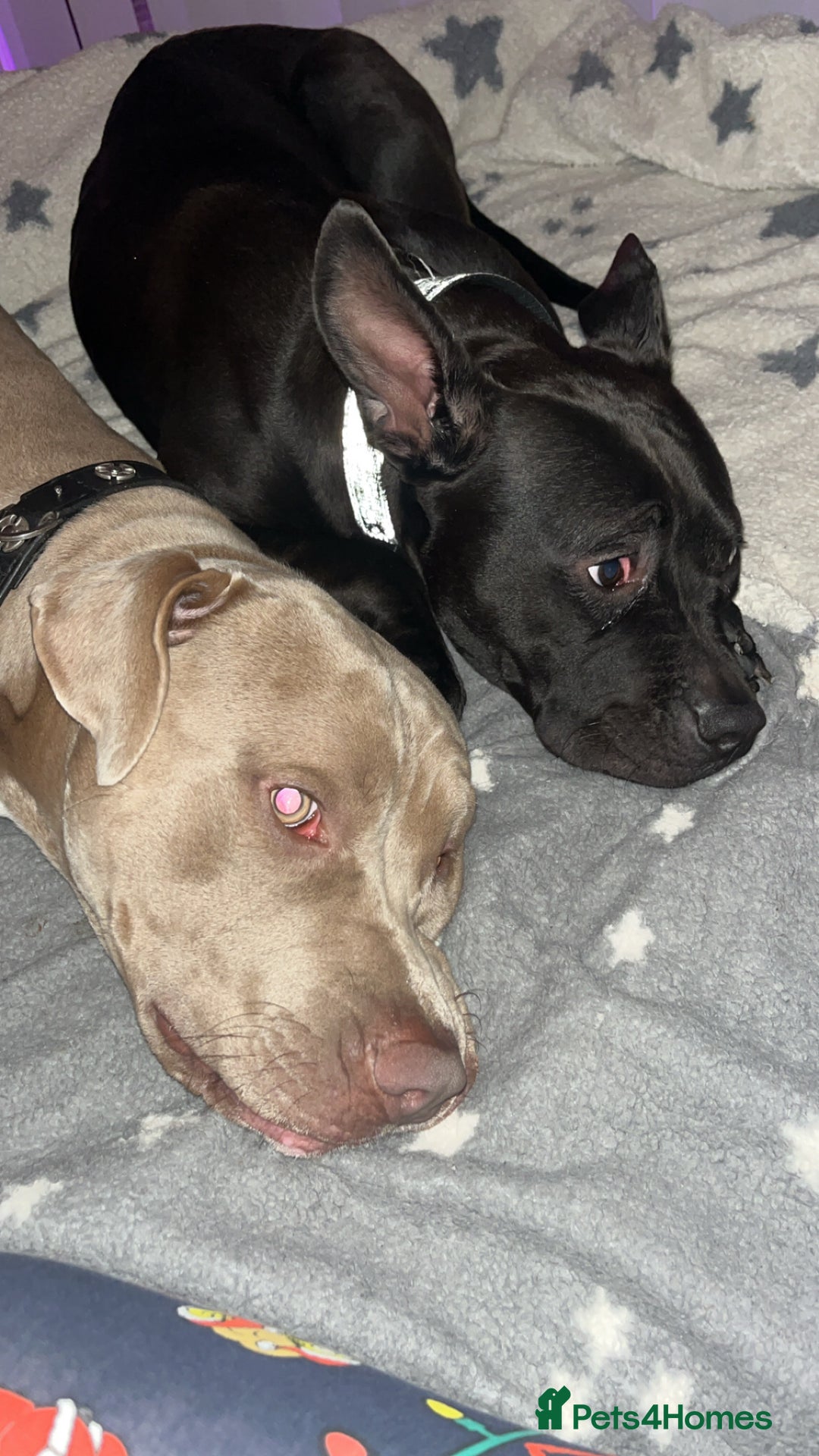 Mixed Breed dogs for sale: Cane corso x staff - Image 6