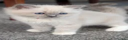 Ragdoll cats for sale: 🏆 GCCF Champion Ragdolls • Active Considered - Advert 29