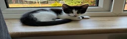 British Shorthair cats for sale: 2 adorable sisters - Advert 3