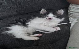 Mixed Breed cats for sale: Beautiful kittens  - Image 4
