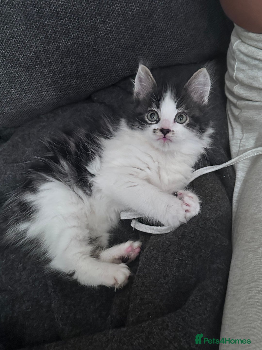 Mixed Breed cats for sale: Beautiful kittens  - Image 4