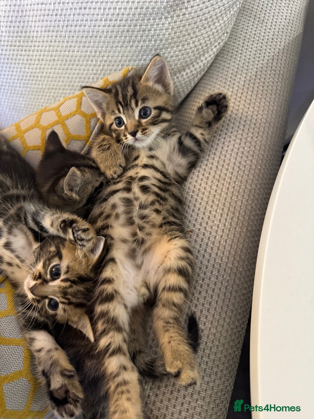 Mixed Breed cats for sale: Kittens looking for forever home  - Image 12