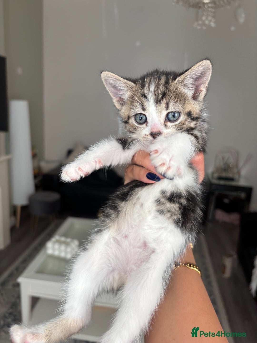 Domestic Shorthair cats for sale: 6 female kitten for sale - Image 7