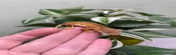 Gecko reptiles for sale: Crested Gecko Babies - Advert 19