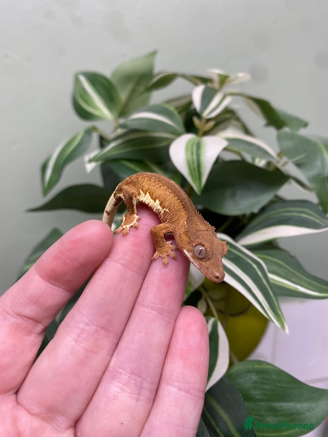 Gecko reptiles for sale: Crested Gecko Babies - Advert 19