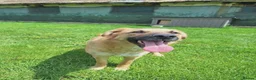 Mixed Breed dogs for adoption: Ruby for adoption!  in Brackley - Advert 1