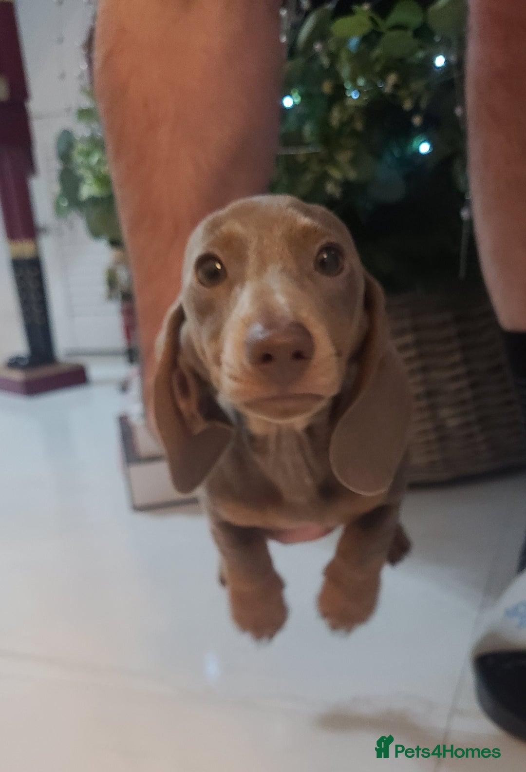 Miniature Dachshund dogs for sale: Kc Mini Dachshunds - Advert 1