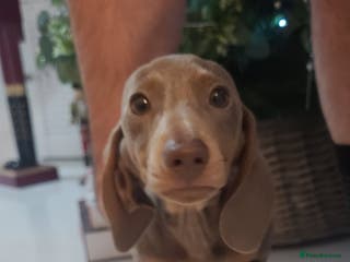 Miniature Dachshund dogs Kc Mini Dachshunds - Advert 6