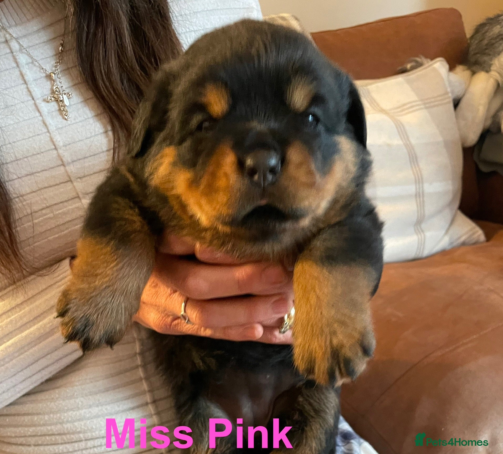 Rottweiler dogs KC Registered Rottweiler Puppies - Advert 2