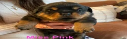 Rottweiler dogs for sale: KC Registered Rottweiler Puppies in Leicester - Advert 2