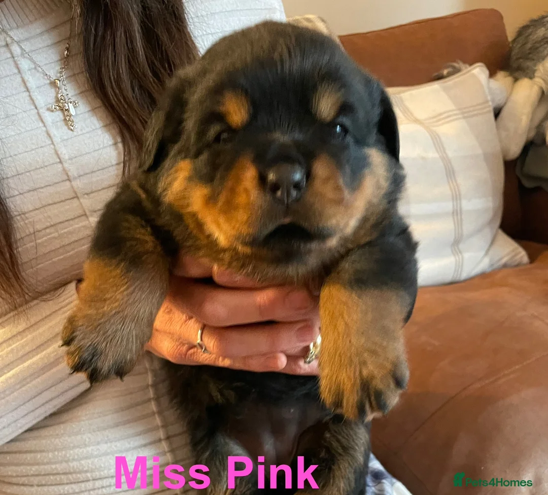 Rottweiler dogs for sale: KC Registered Rottweiler Puppies in Leicester - Advert 2