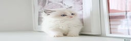 Ragdoll cats for sale: INDOOR FULL PEDIGREE RAGDOLL KITTENS - Advert 24