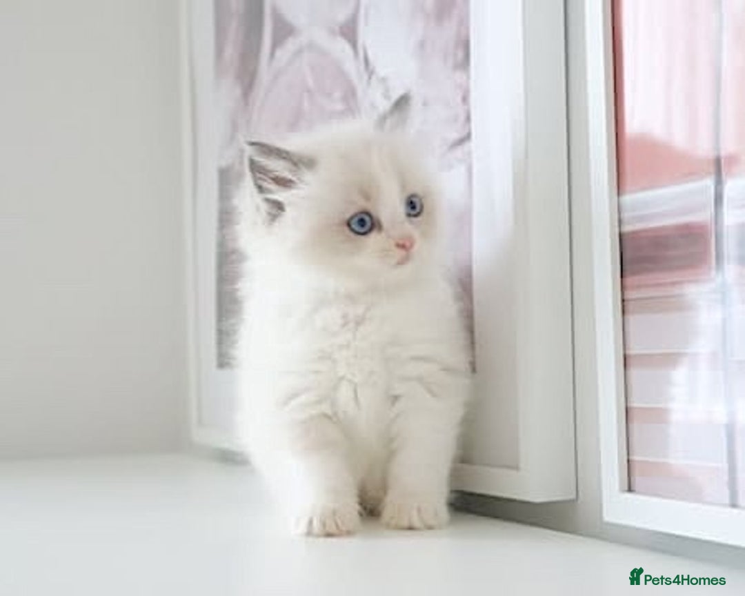 Ragdoll cats for sale: INDOOR FULL PEDIGREE RAGDOLL KITTENS - Advert 24