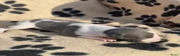Whippet dogs for sale: 🐾 Beautiful Whippet Puppies Available 🐾 - Advert 12