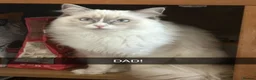 Maine Coon cats for sale: Main coon/ ragdoll - Advert 10