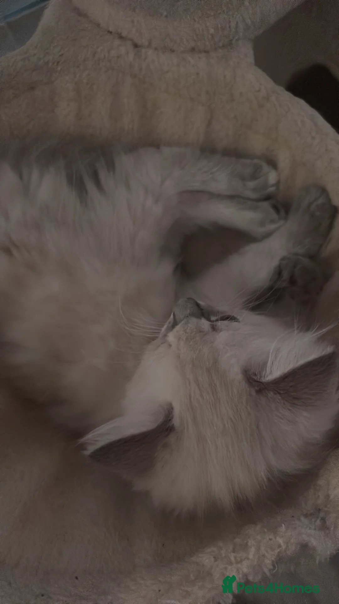 Ragdoll cats for sale: Ready to leave boy  - Advert 4