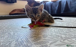 Bengal cats for sale: Pedigree TICA Bengal Brown Rosetted Male Kitten - Image 19
