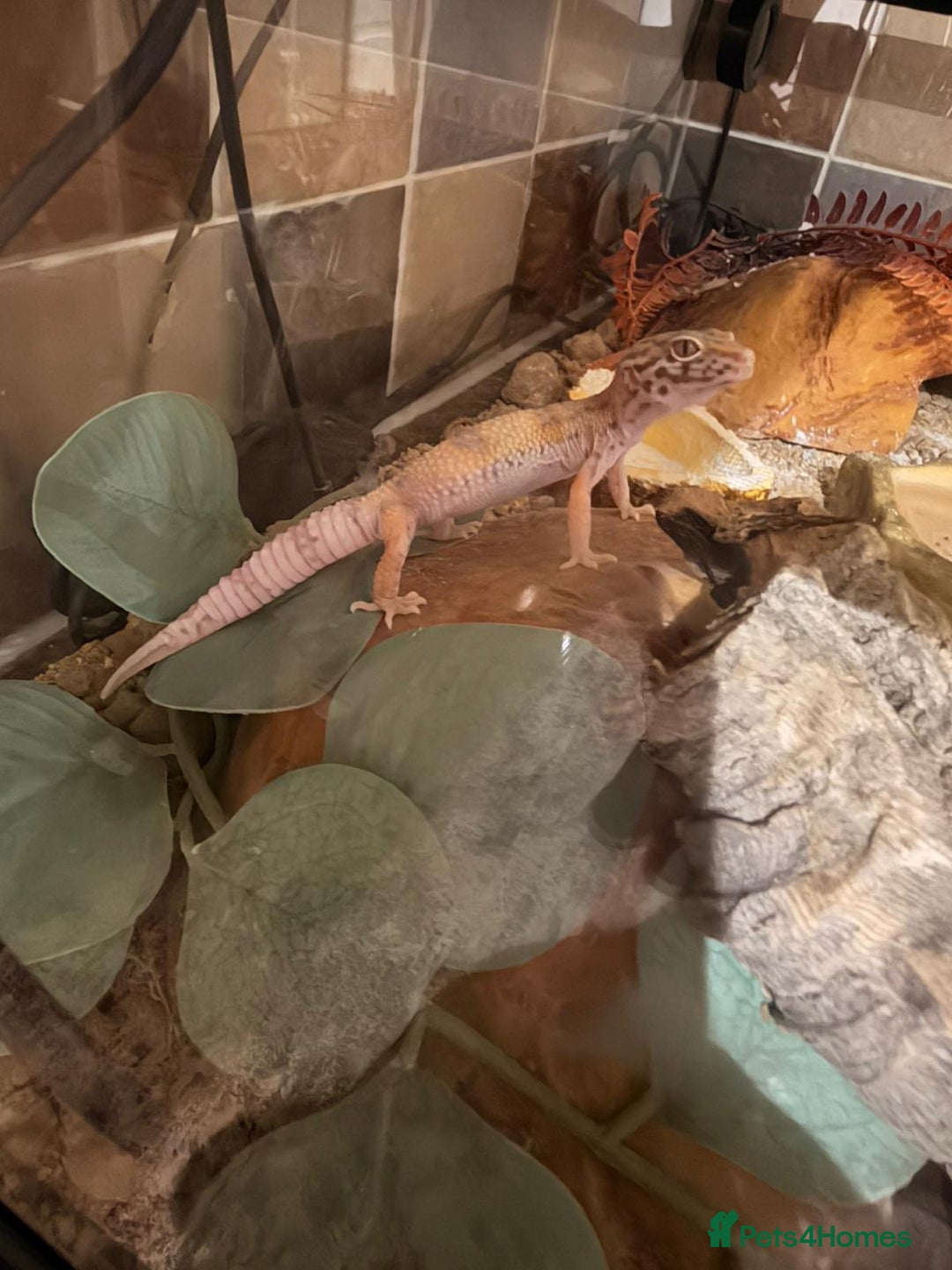 Leopard Gecko reptiles for sale: Leopard Gecko  - Advert 4