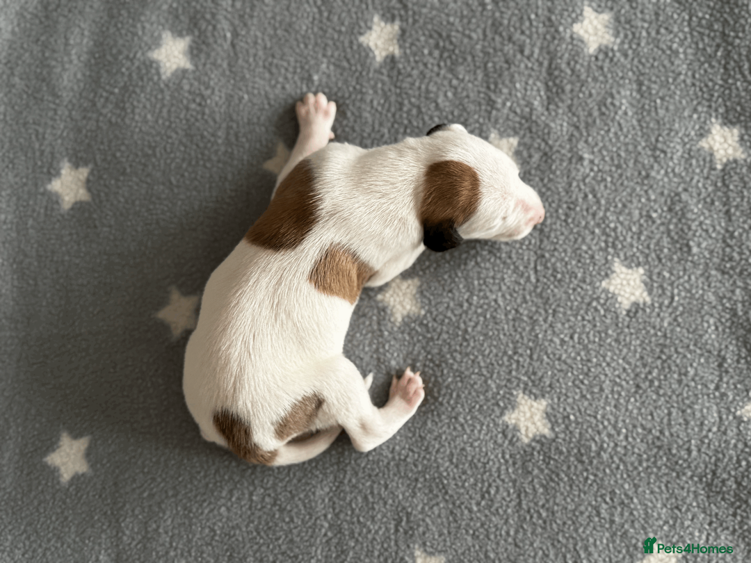 Whippet dogs for sale: KC Registered Small Whippet Puppies  - Advert 16