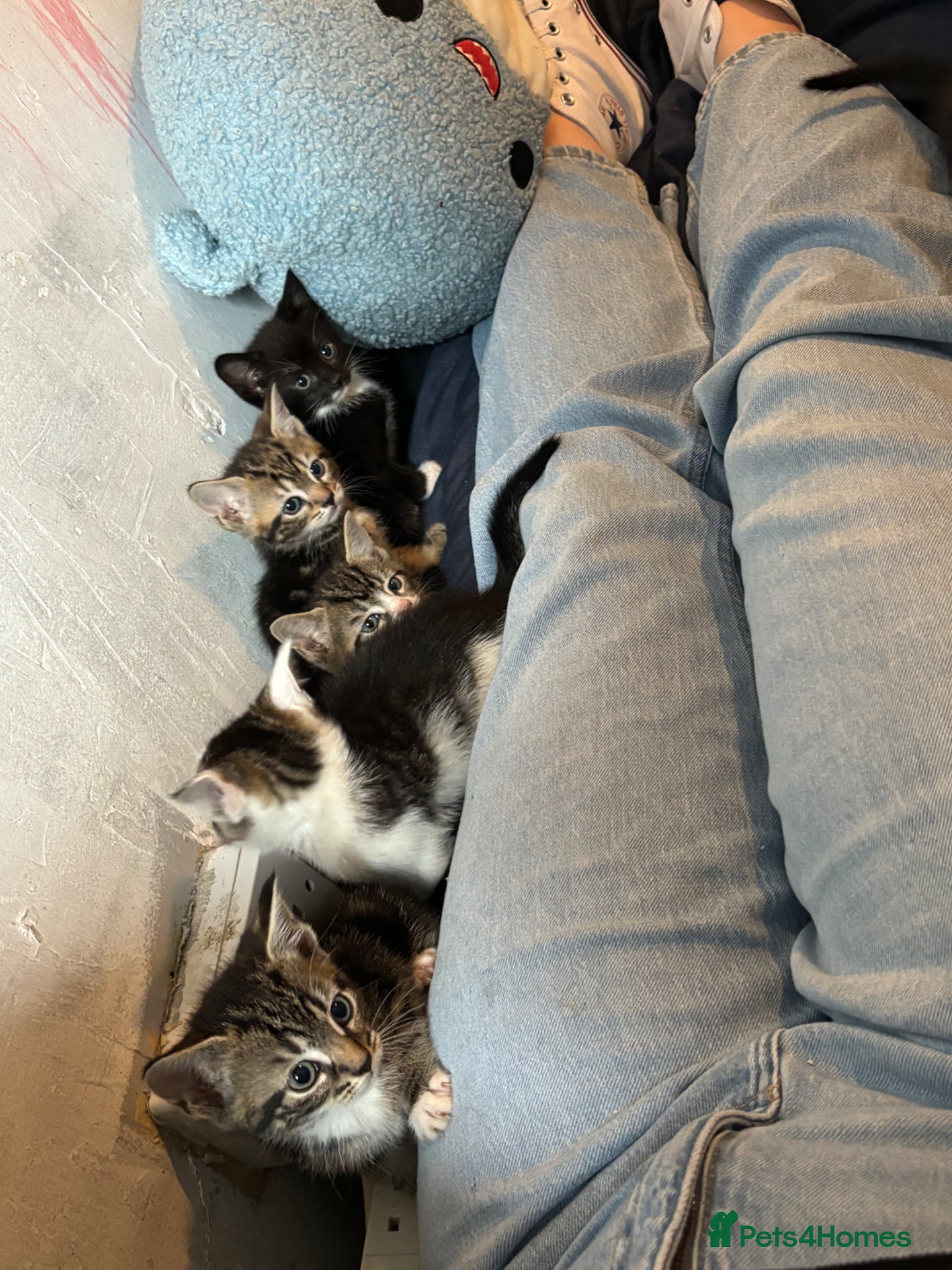 Mixed Breed cats 6 kittens looking for their forever homes  - Advert 4