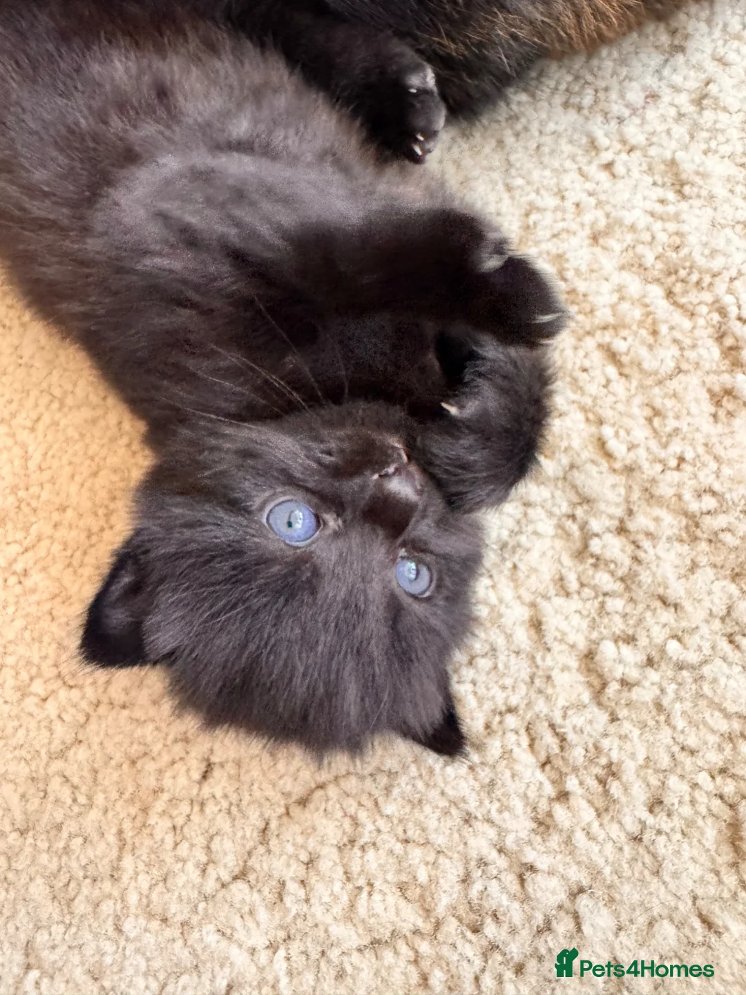 Mixed Breed cats for sale: Beautiful kitten  in Hailsham - Advert 2