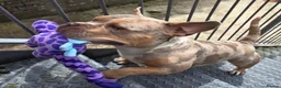 American Bully dogs for sale: Pocket Bully looking for loving home - Advert 9