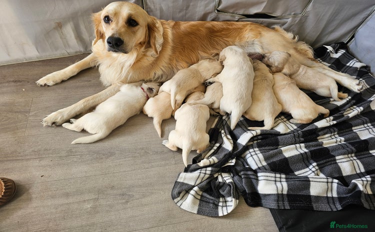 Golden Retriever dogs - Advert 11