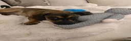 Mixed Breed dogs for sale: Pug x Dachshund 🤎🐾 - Advert 3