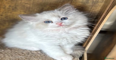 Ragdoll cats - Advert 7