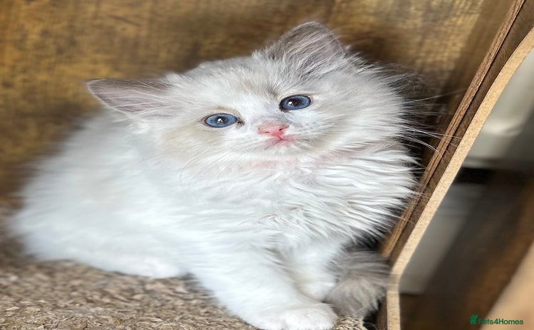 Ragdoll cats - Advert 1