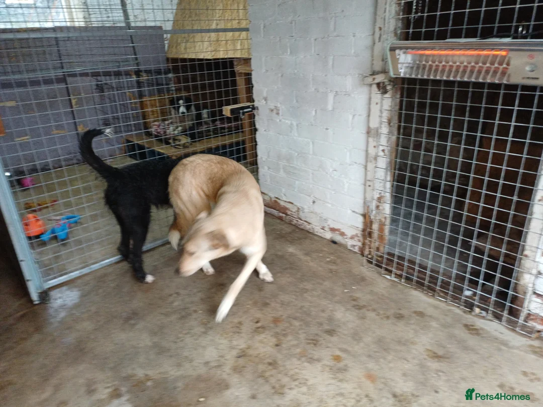 Mixed Breed dogs for adoption: 🐾 CANDY 🍯 A Gentle Soul Learning to Trust Again - Advert 14