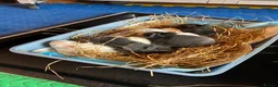 Mixed Breed rabbits for sale: Mixed bunnies  in Northampton - Advert 4