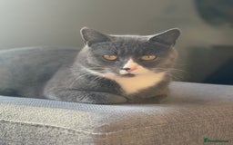 British Shorthair cats for sale: Kittens ready now  - Image 18