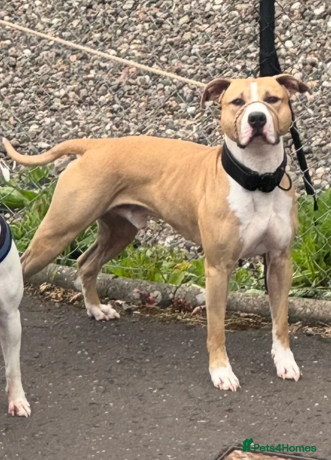 Mixed Breed dogs for stud: FOR STUD in Perth - Advert 1