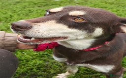 Mixed Breed dogs for adoption: 💖🐶 AZARA 🐶💖 - Image 14