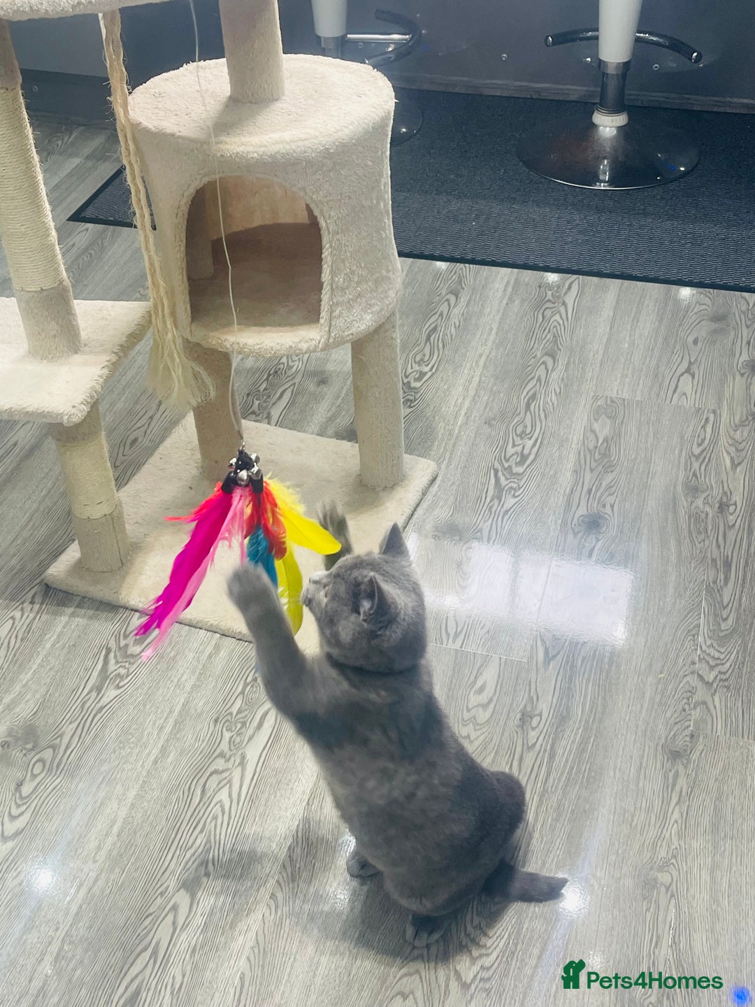 British Shorthair cats for sale: Beautiful Blue Chunky British Shorthair Girl! - Advert 9