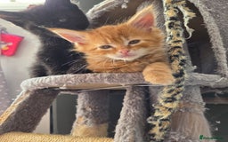 Maine Coon cats for sale: Stunning Maine Coon Kittens - Ready NOW -  - Image 11