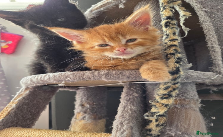 Maine Coon cats - Advert 14