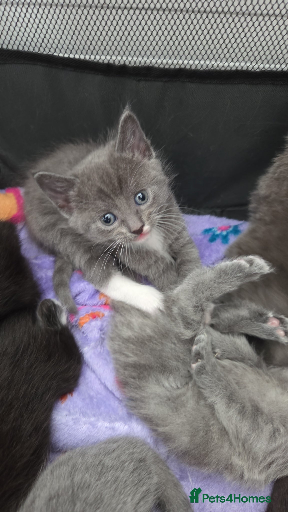 Mixed Breed cats for sale: 4 grey kittens for sale - Advert 6