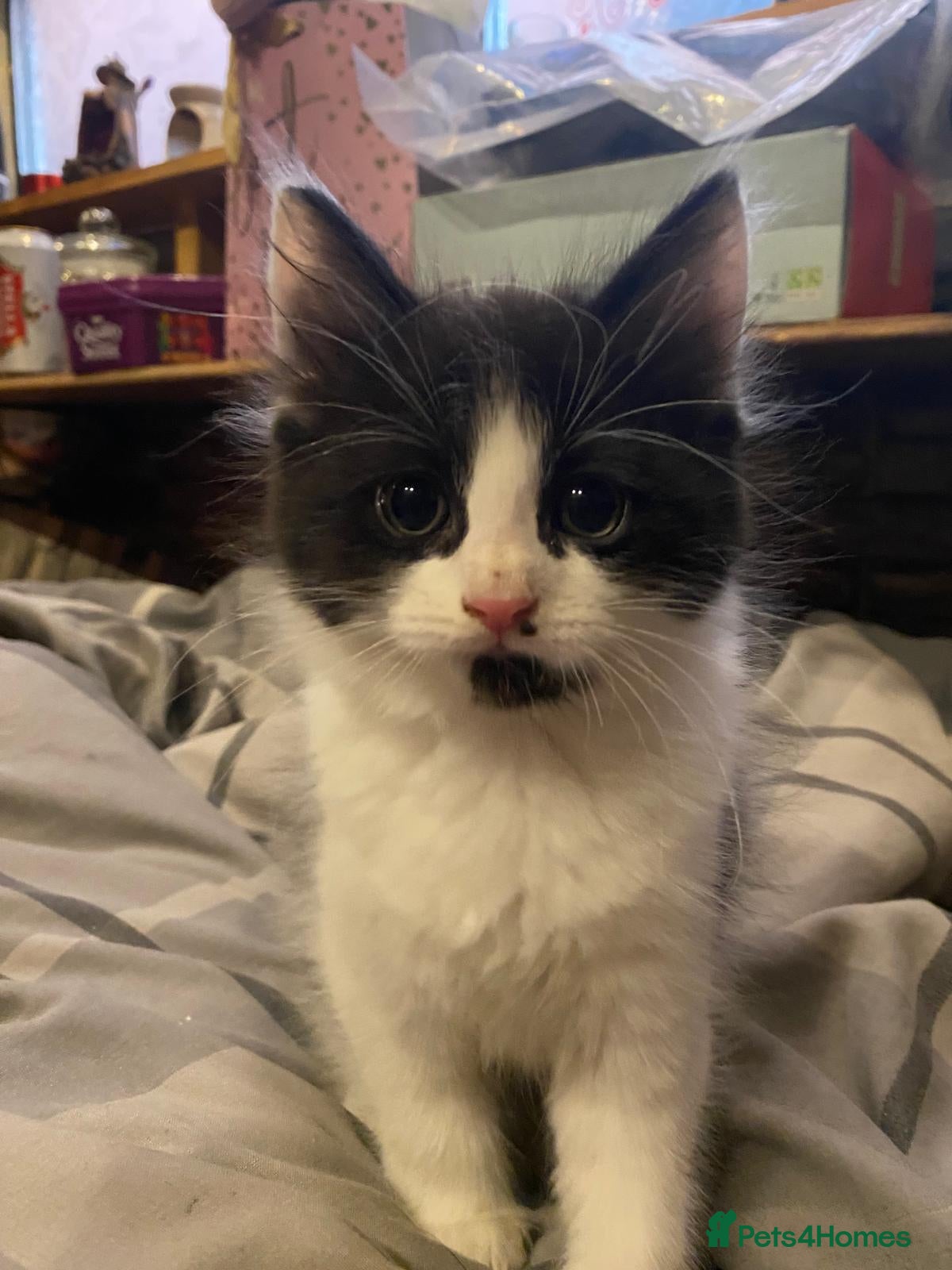 Mixed Breed cats 4 kitten ready for there forever homes - Advert 17