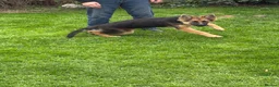 German Shepherd dogs for sale: 5 month old German Shepherd  - Advert 7