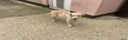 Labrador Retriever dogs for sale: Labrador four month old puppy girl - Advert 4
